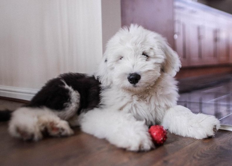 #70. Old English sheepdog