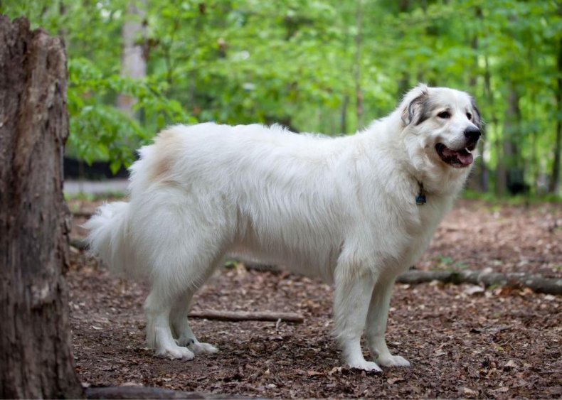 #69. Great Pyrenees