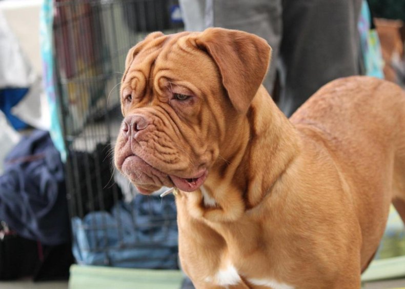 #68. Dogues de Bordeaux