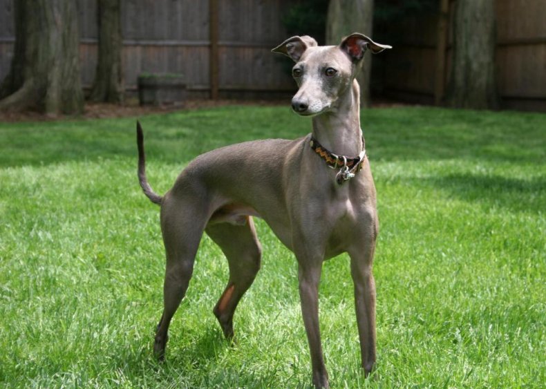 #67. Italian greyhound