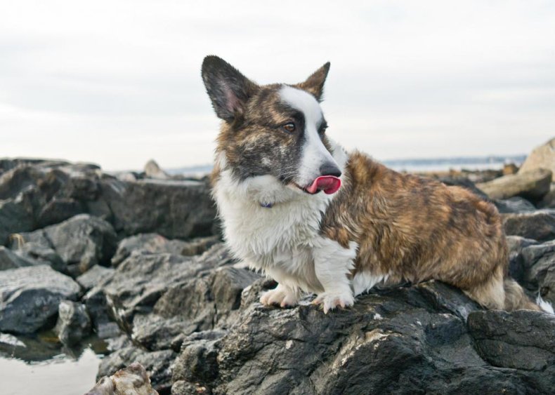 #66. Cardigan Welsh corgi