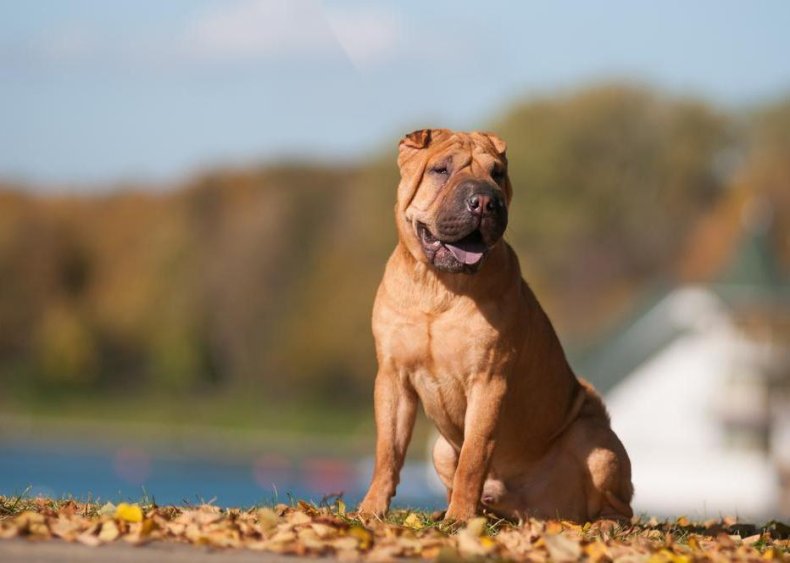 #65. Chinese Shar-Pei
