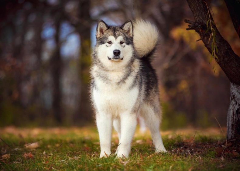 #64. Alaskan Malamute