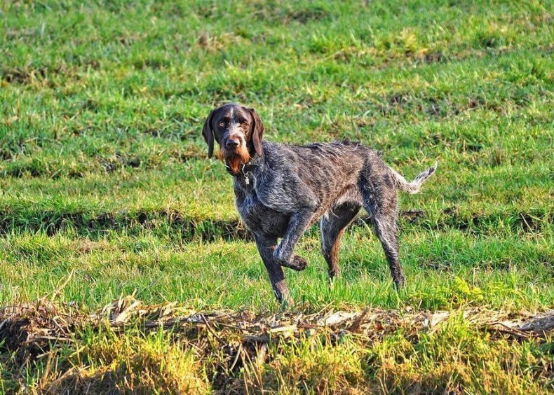 #63. German wirehaired pointer