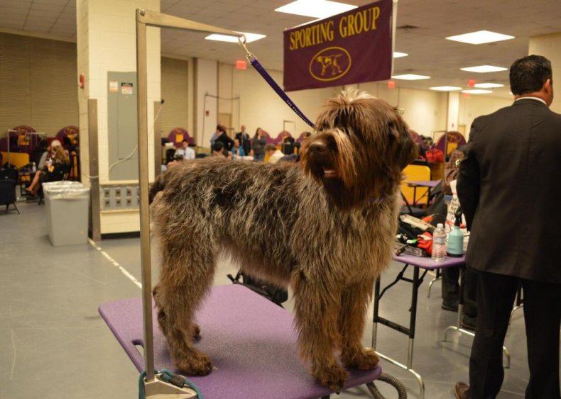 #62. Wirehaired pointing griffon
