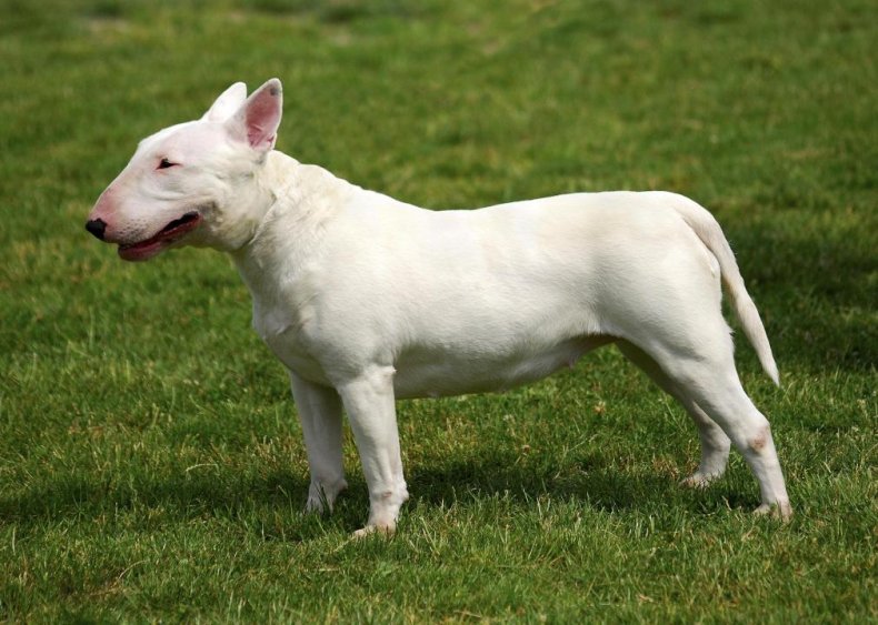 #61. Bull terrier