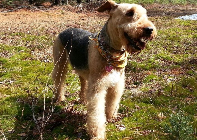 #60. Airedale terrier