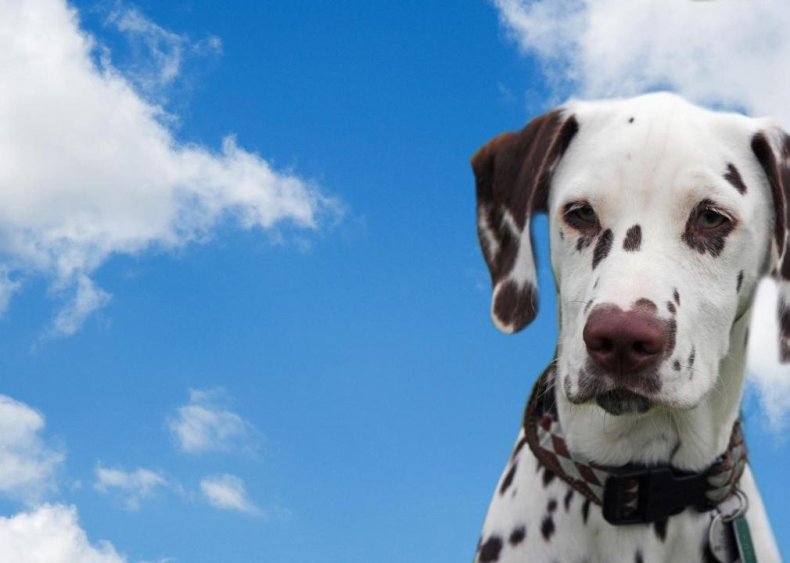 #59. Dalmatian