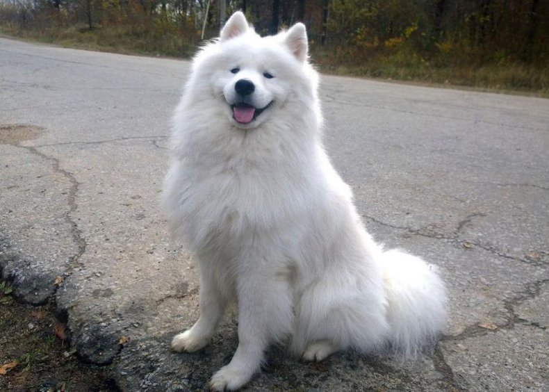 #58. Samoyed