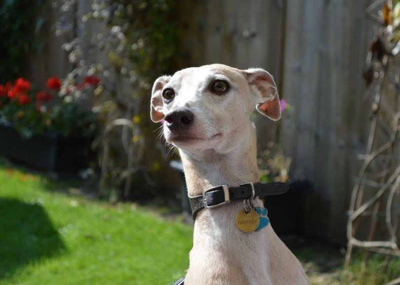 #57. Whippet
