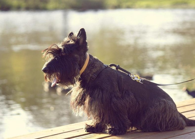 #56. Scottish terrier