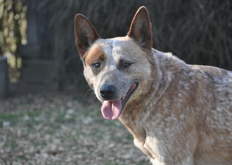 #55. Australian cattle dog