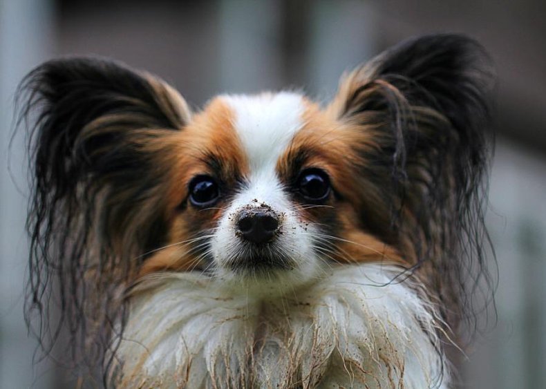 #53. Papillon