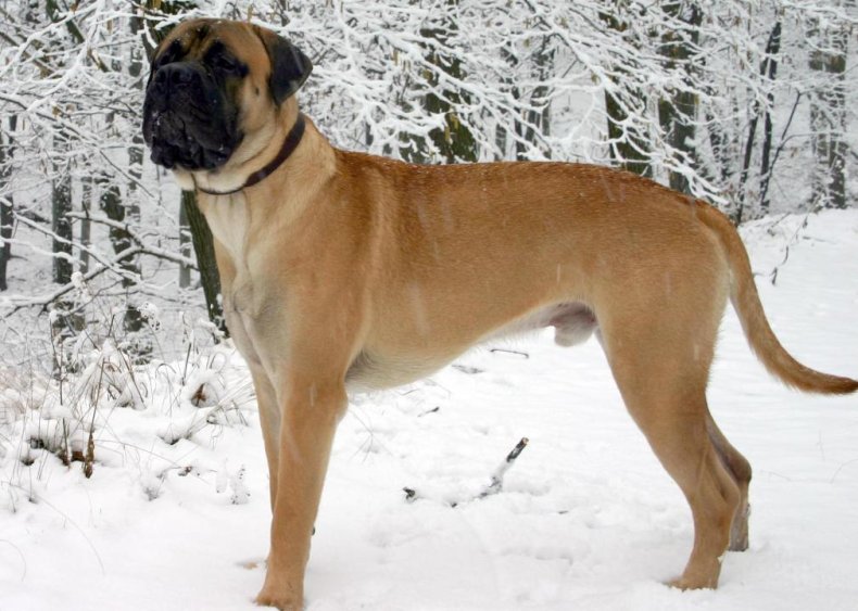 #52. Bullmastiff