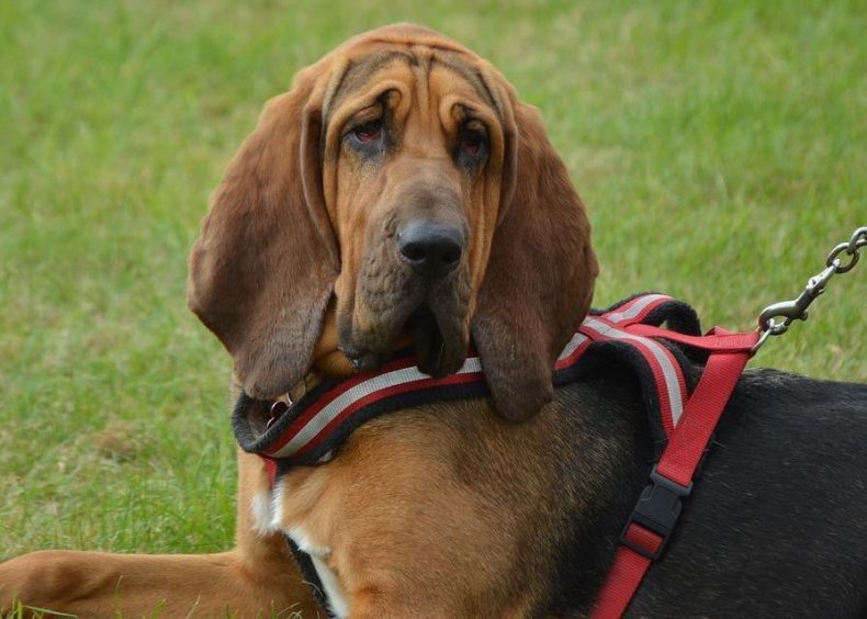 #51. Bloodhound