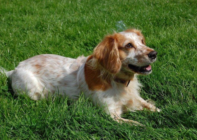 #50. English cocker spaniel