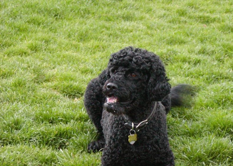 #49. Portuguese water dog