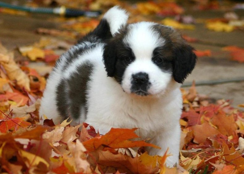 #48. St. Bernard
