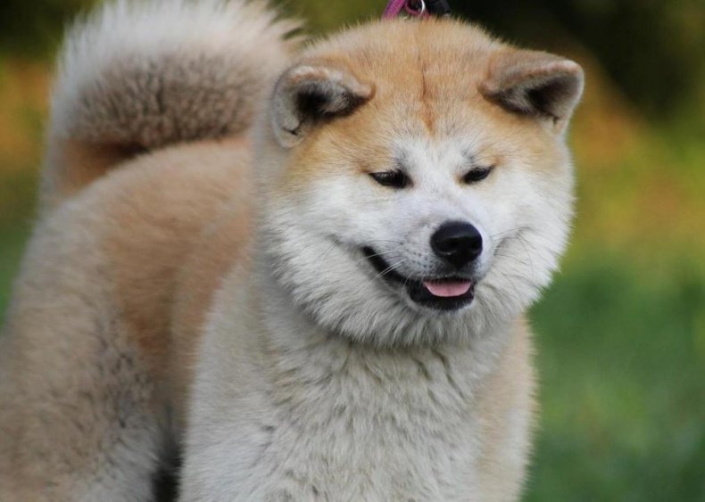 #47. Akita