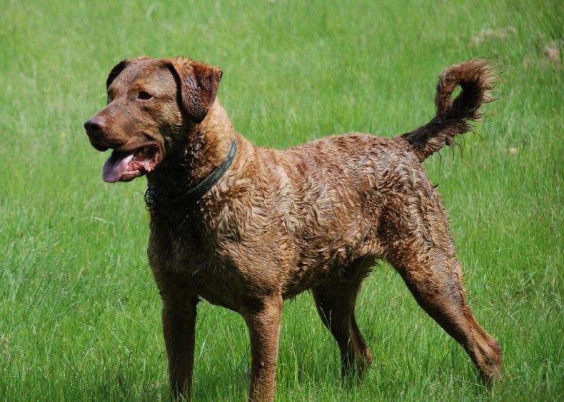 #46. Chesapeake Bay retriever