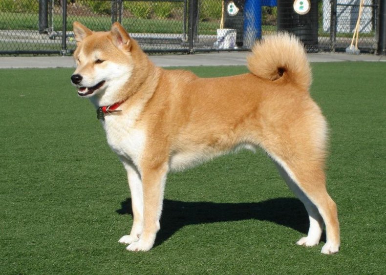 #45. Shiba Inu