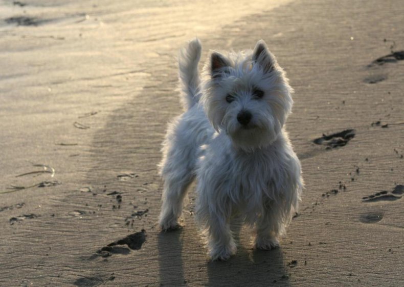 #44. West Highland white Terrier