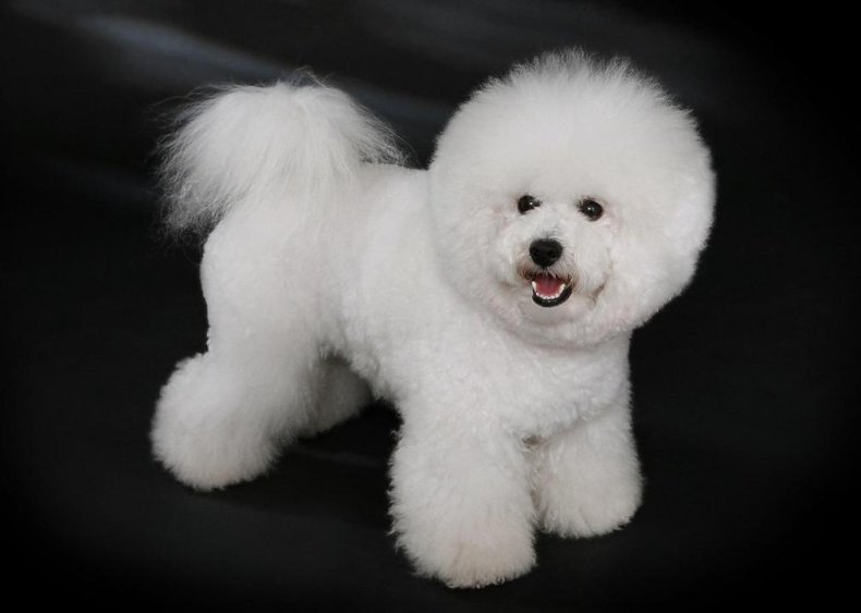 #43. Bichon Frise