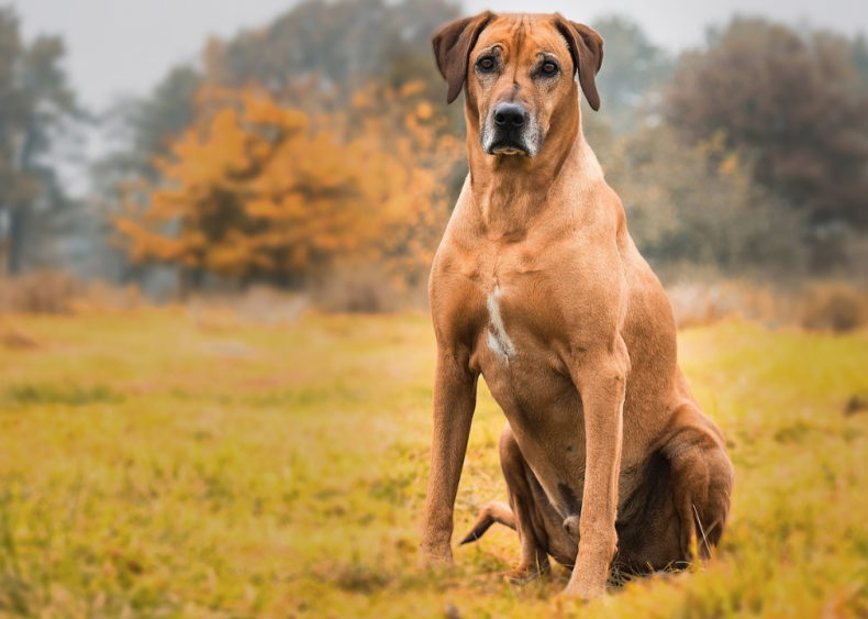 #42. Rhodesian ridgeback