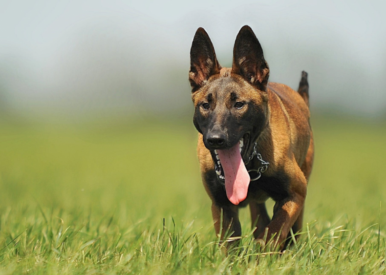 #41. Belgian Malinois