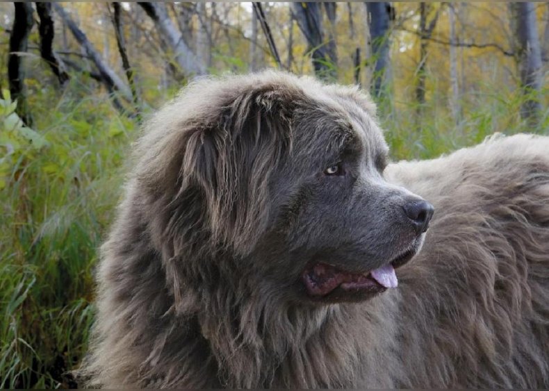 #40. Newfoundland
