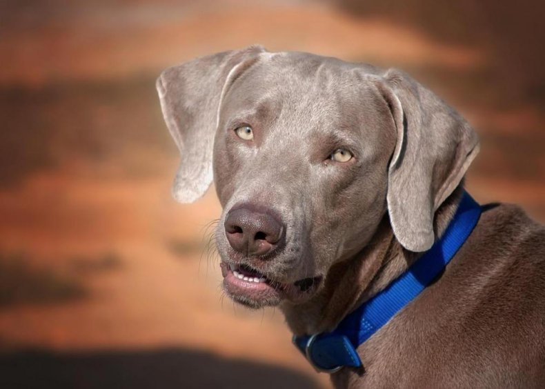 #39. Weimaraner