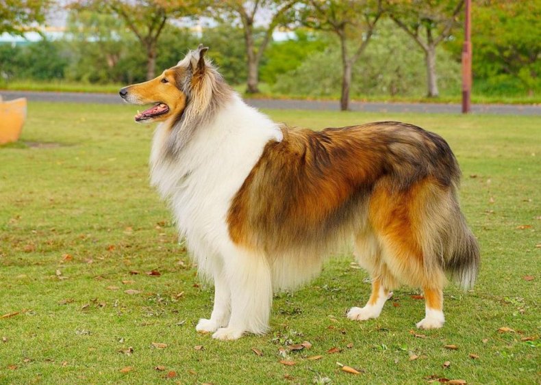 #38. Collie