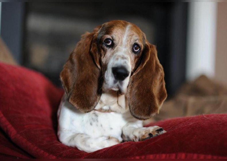 #37. Basset Hound