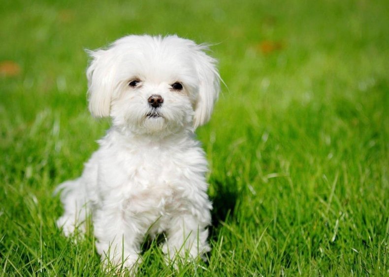 #36. Maltese