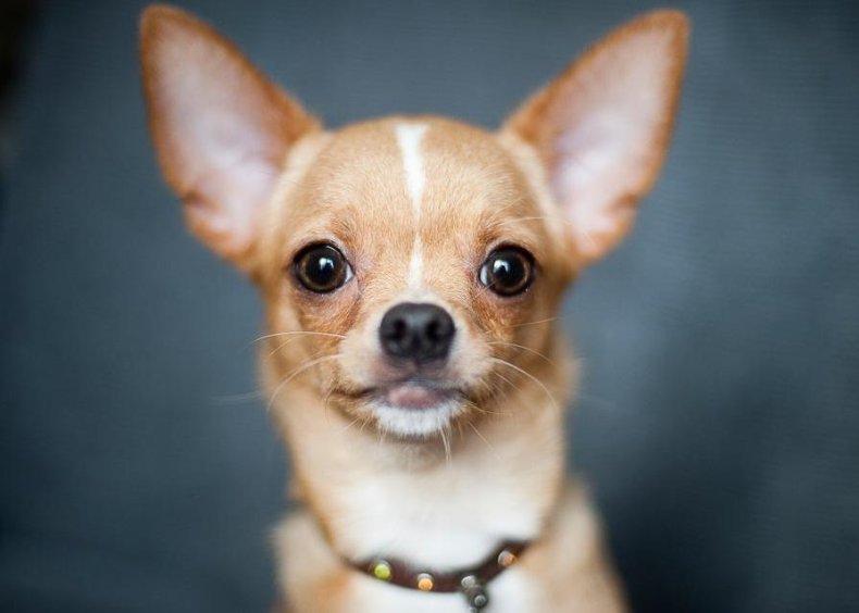#35. Chihuahua
