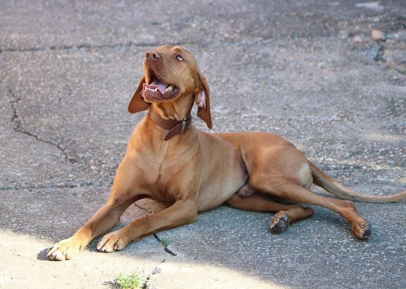 #34. Vizsla