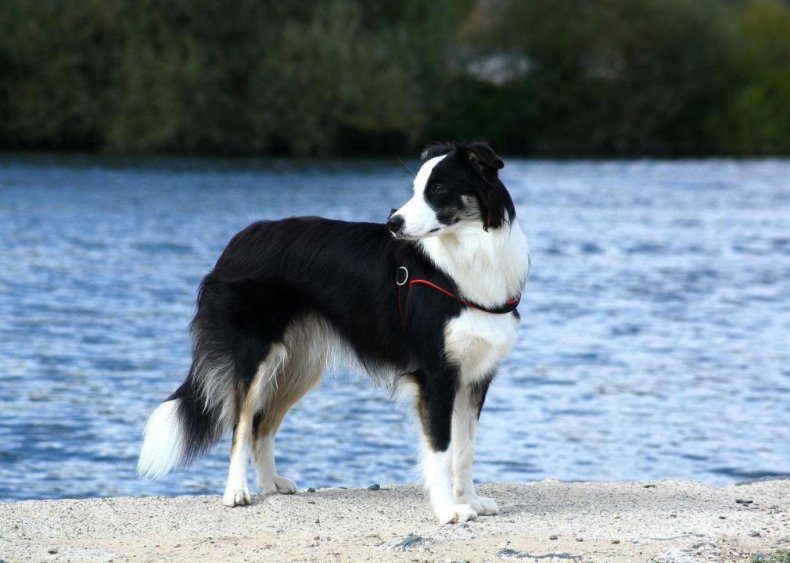 #33. Border collie