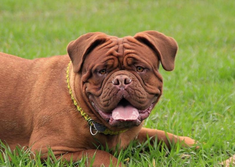 #32. Mastiff