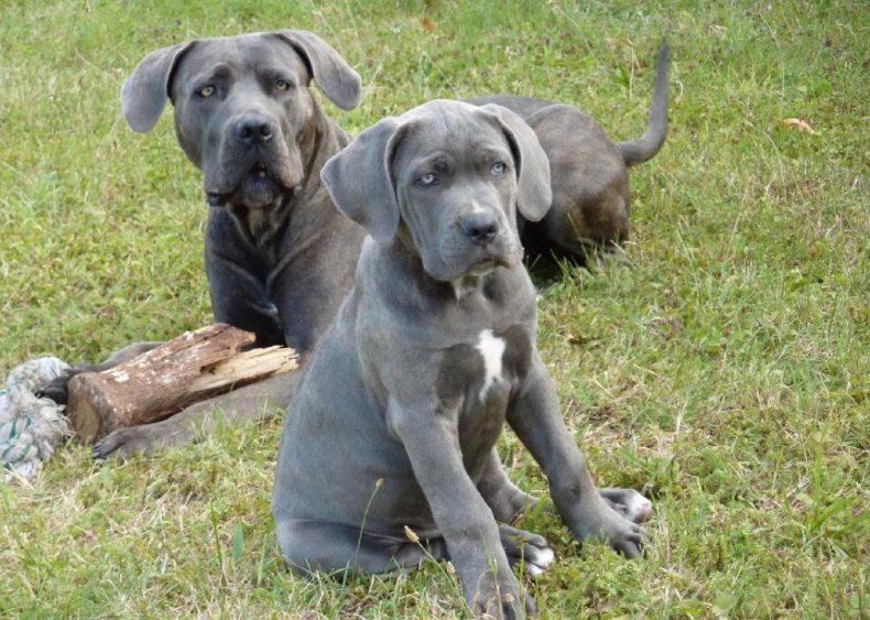 #30. Cane corso
