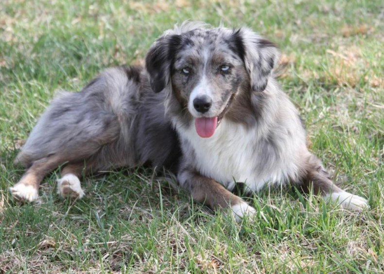 #29. Miniature American shepherd