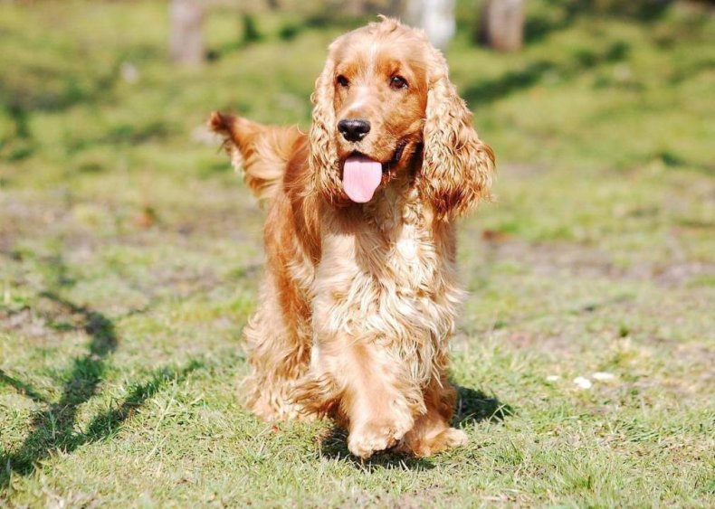 #28. Cocker spaniel