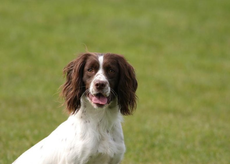 #27. English springer spaniel