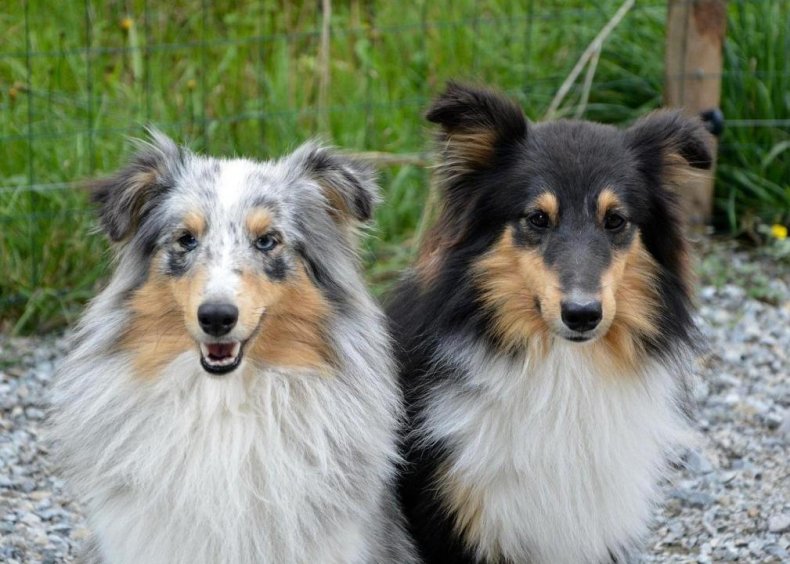 #25. Shetland Sheepdog