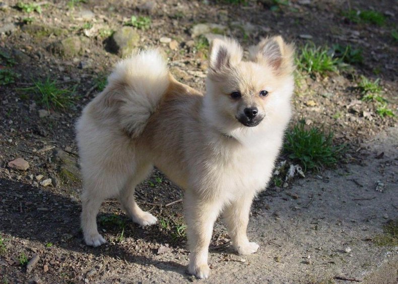 #24. Pomeranian