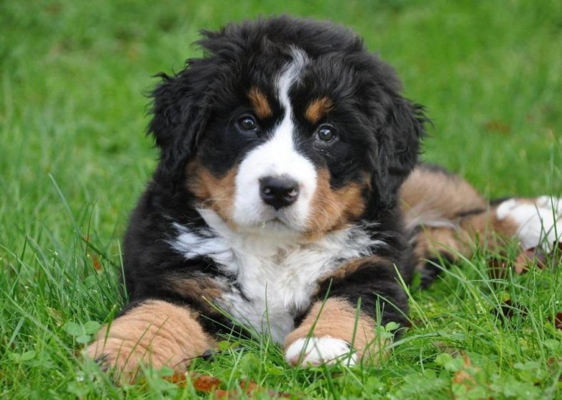 #23. Bernese mountain dog
