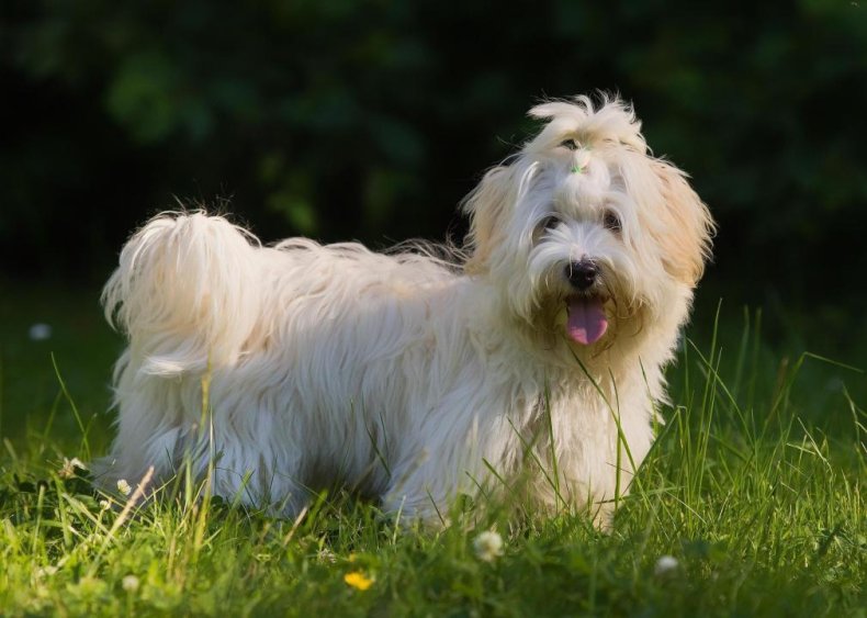#22. Havanese
