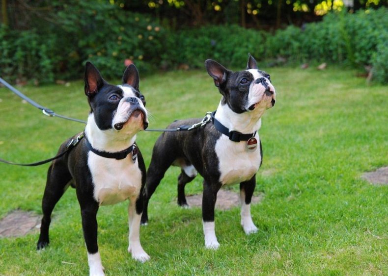 #21. Boston Terrier