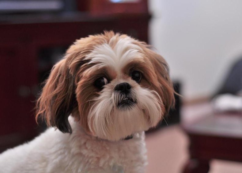 #20. Shih Tzu