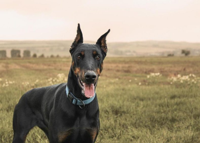 #19. Doberman pinscher
