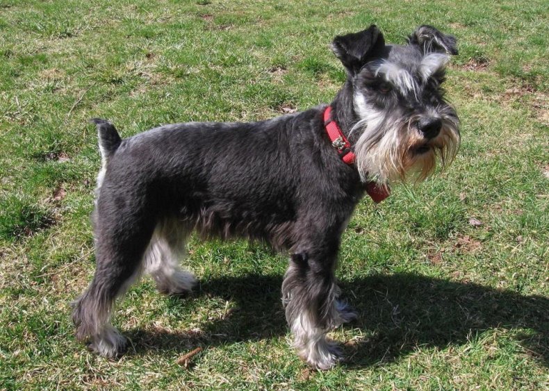 #18. Miniature schnauzer